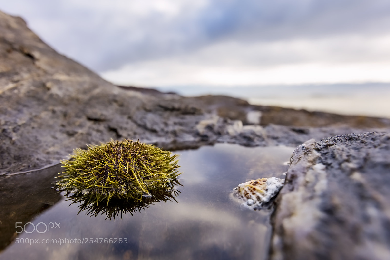 Canon EOS 5DS R sample photo. Common sea urchin photography