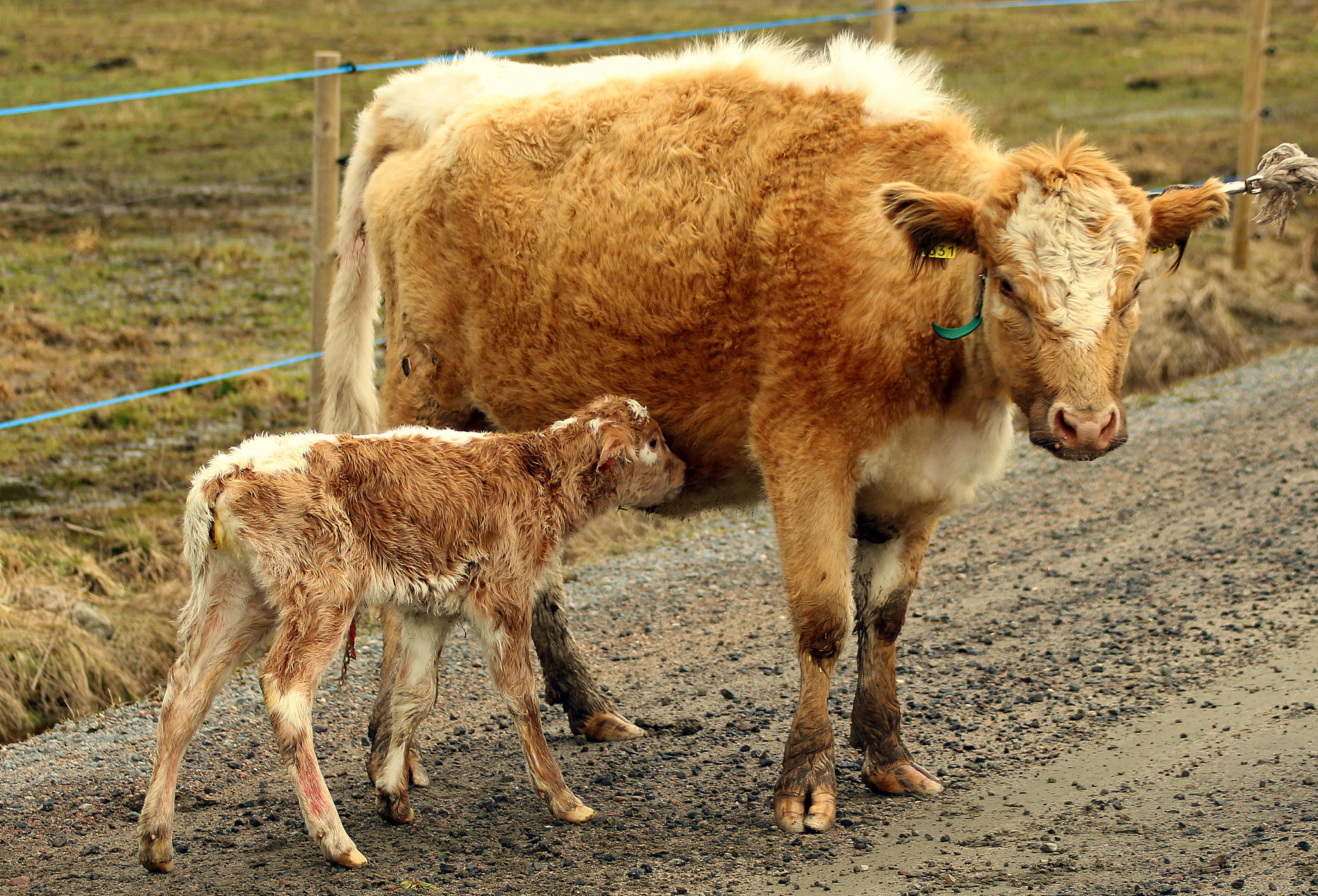 Canon EOS 700D (EOS Rebel T5i / EOS Kiss X7i) sample photo. Thebirthday hero two hour old calf, just born. photography