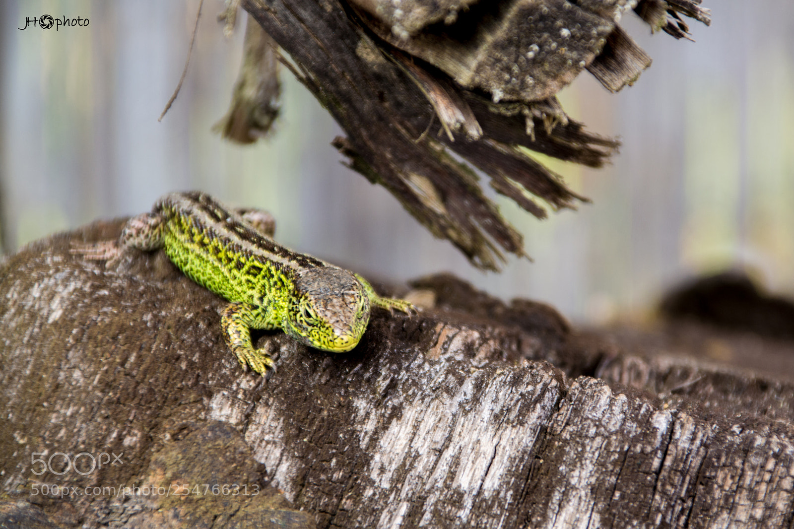 Nikon D5200 sample photo. Dragon photography