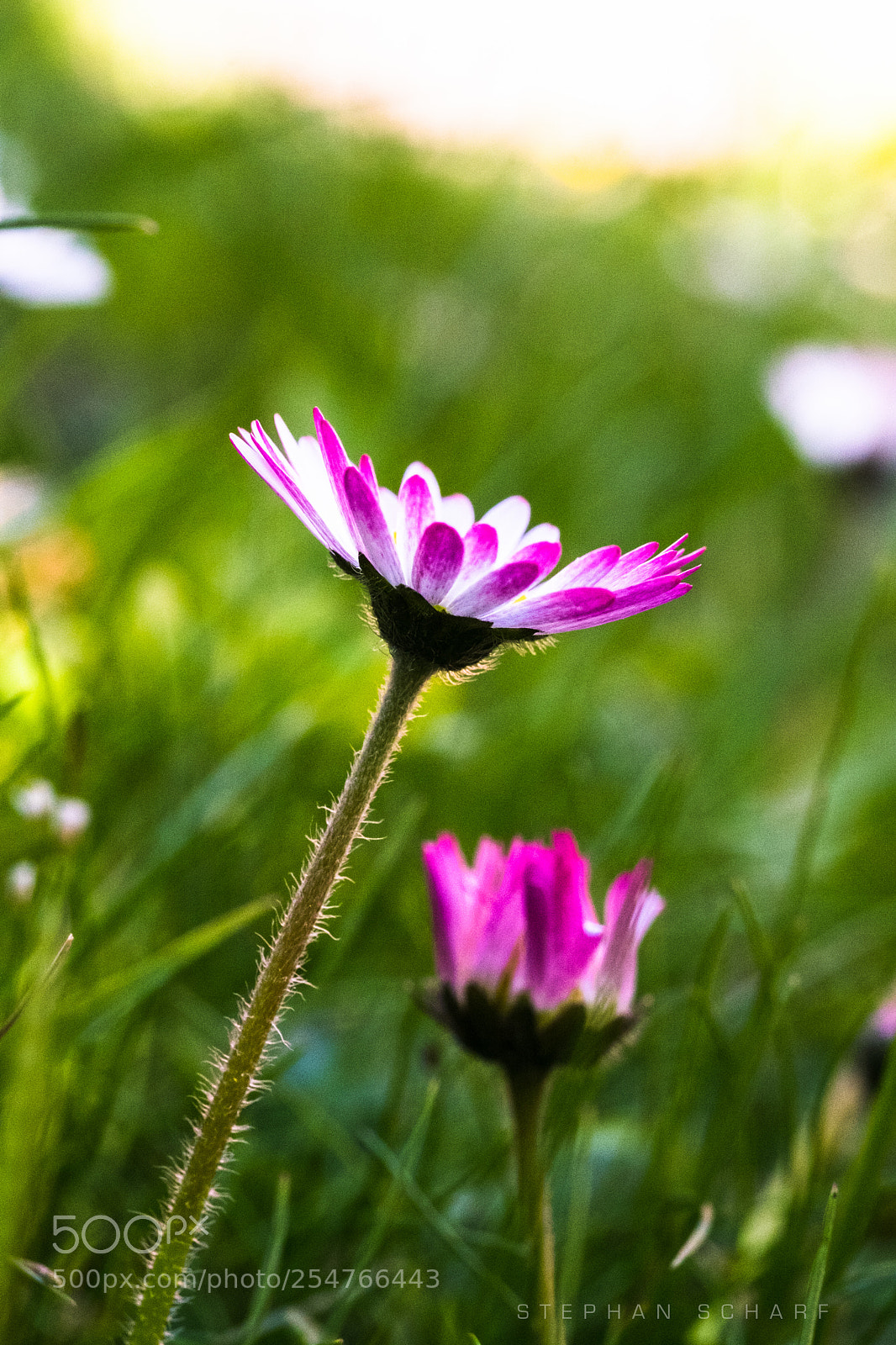 Fujifilm X-T10 sample photo. Daisy and her sibling photography