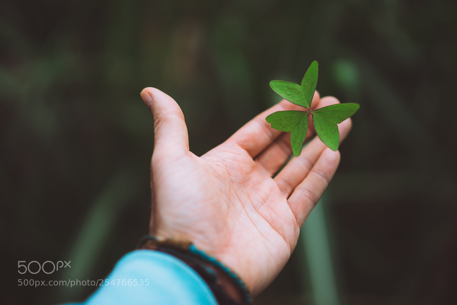 Sony a7 II sample photo. Exotic green clover leave photography