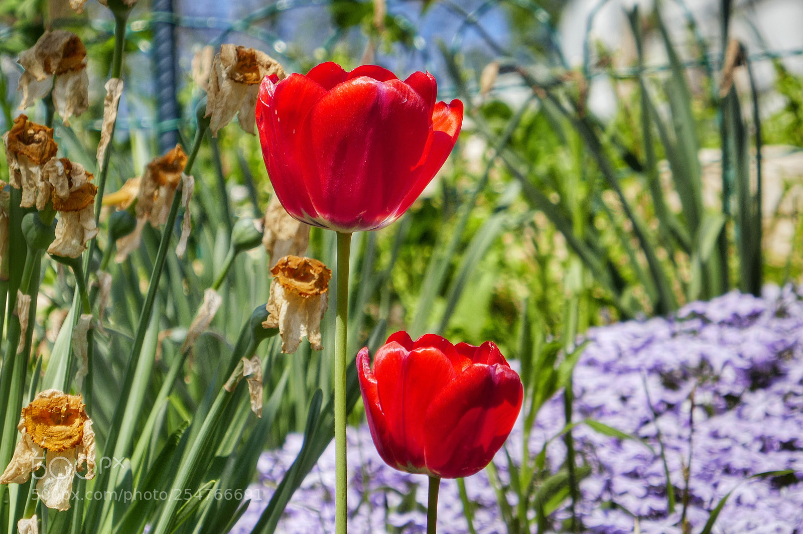 Panasonic Lumix DMC-ZS100 (Lumix DMC-TZ100) sample photo. In love photography