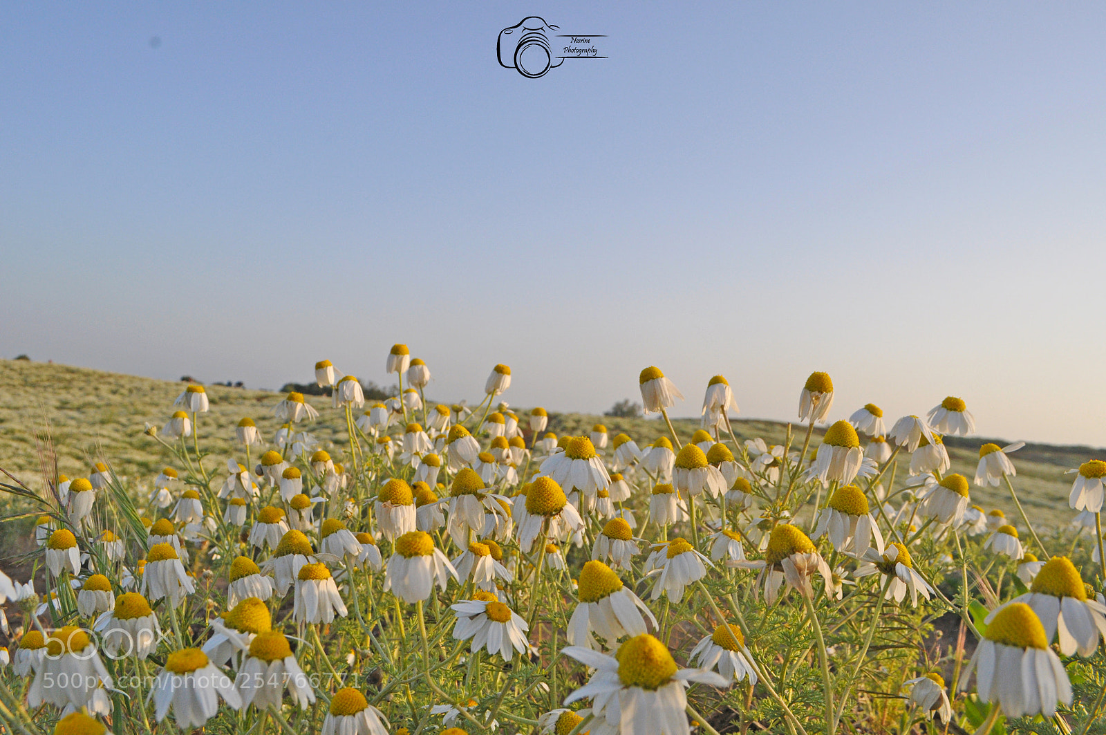 Nikon D90 sample photo. Spring photography