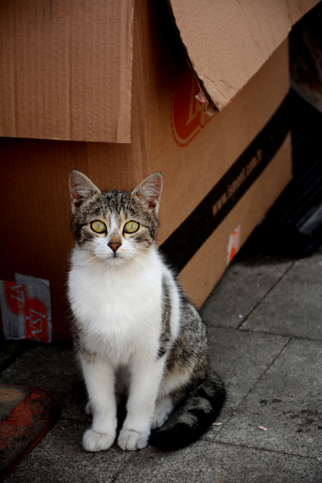 Nikon D7100 sample photo. Bakışma photography