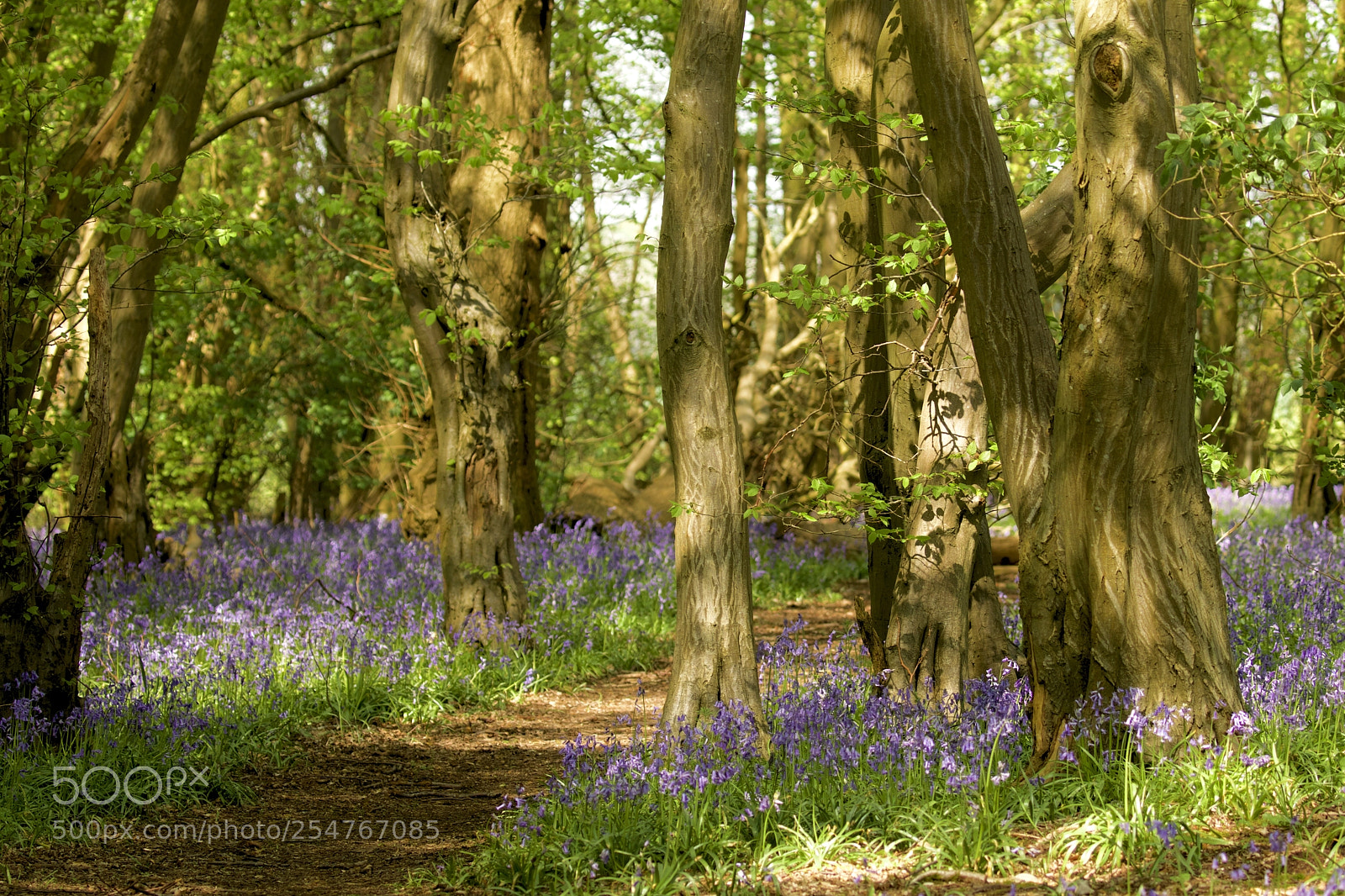 Canon EOS 5D Mark IV sample photo. Bluebells photography