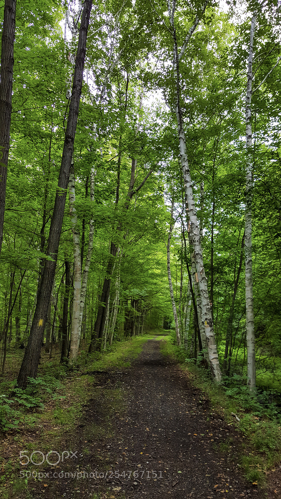 Samsung Galaxy S6 sample photo. Woodland path photography