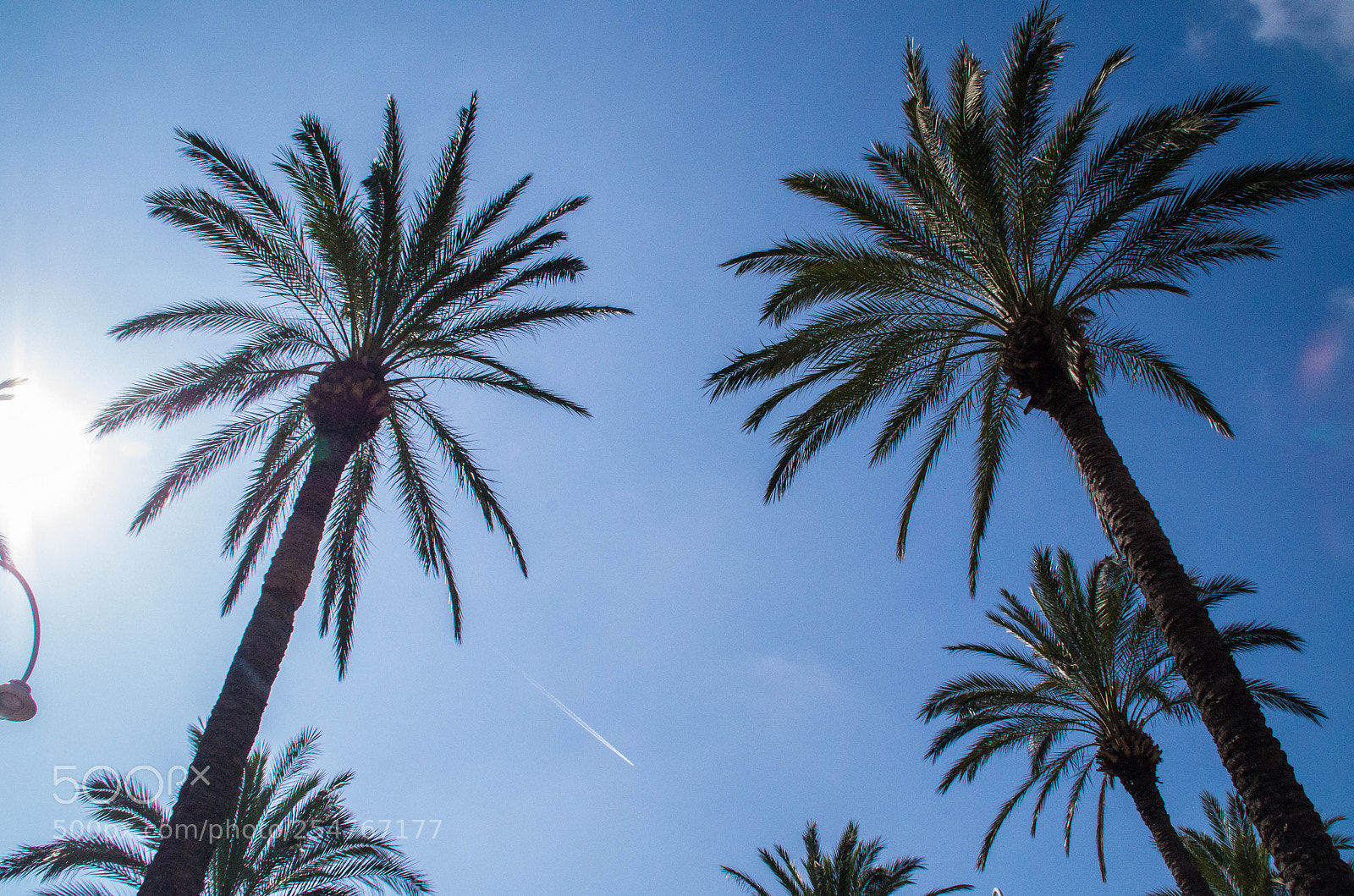 Pentax K-30 sample photo. Palm trees photography