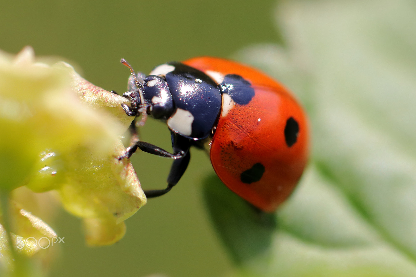Canon EOS 200D (EOS Rebel SL2 / EOS Kiss X9) + Canon EF-S 55-250mm F4-5.6 IS STM sample photo. Ladybug photography