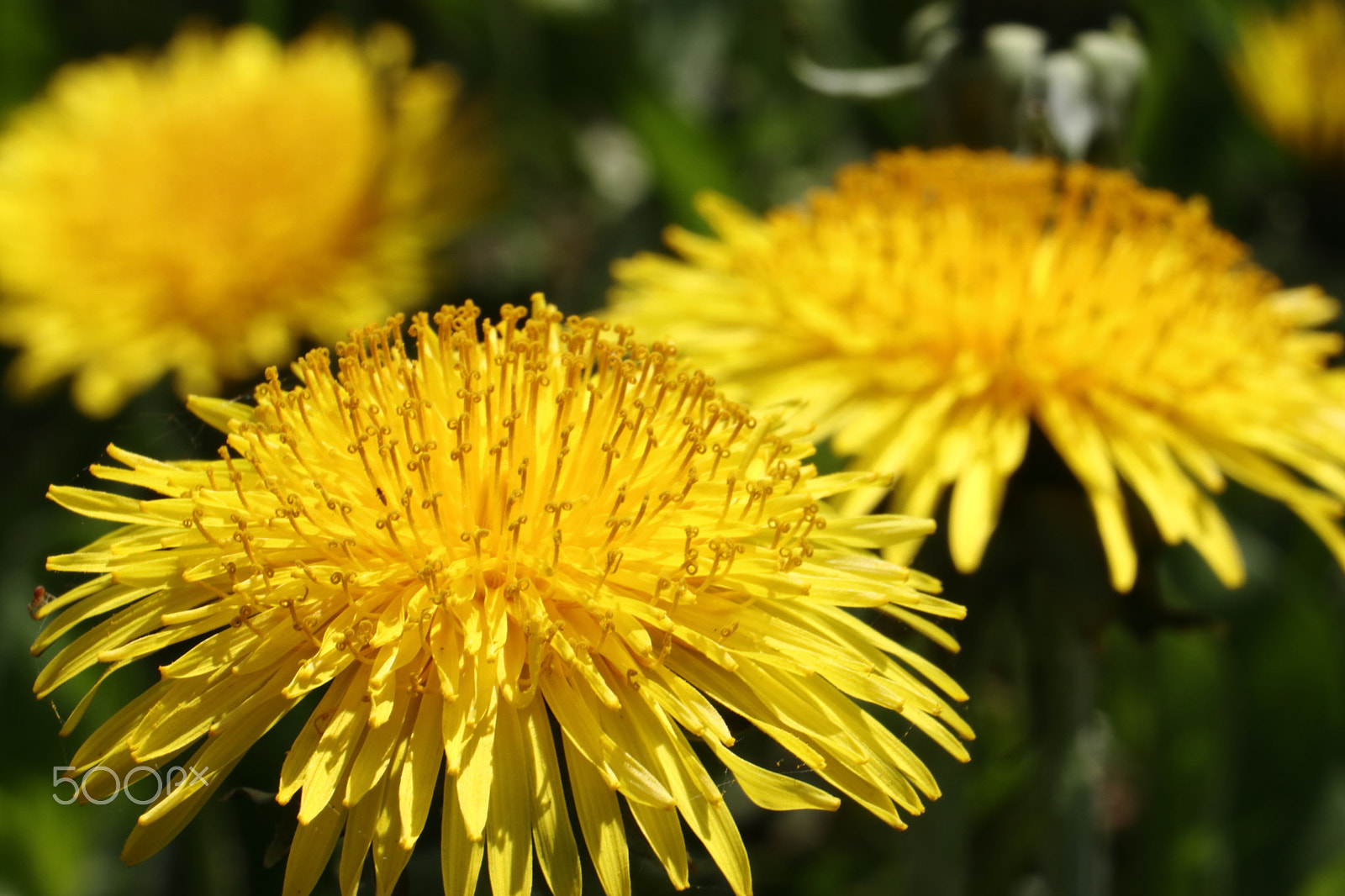 Canon EF-S 55-250mm F4-5.6 IS STM sample photo. Dandelion photography