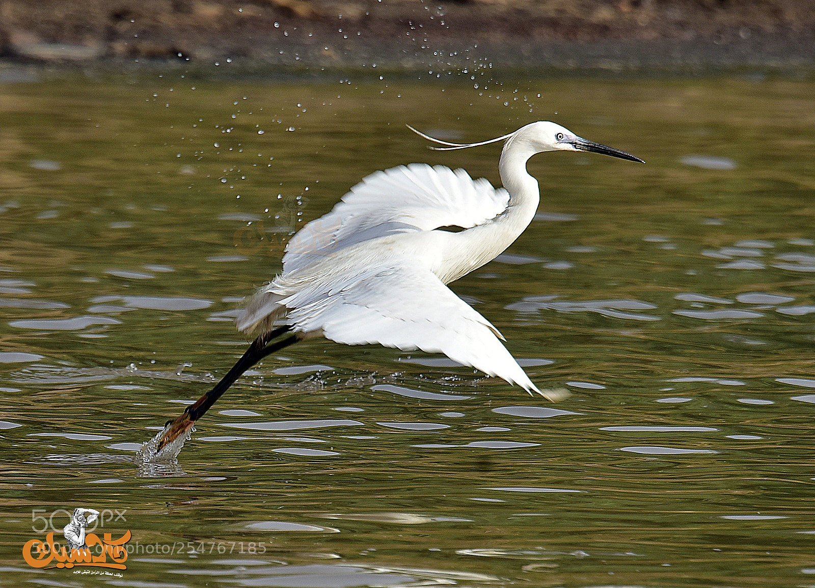 Nikon D810 sample photo. 547798797.jpg photography