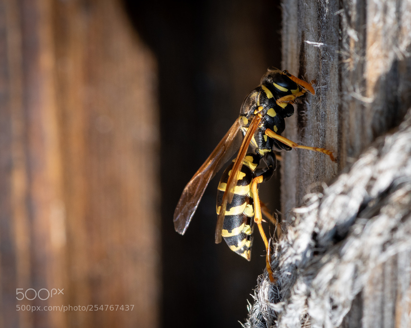 Nikon D7500 sample photo. Wespe - wasp photography