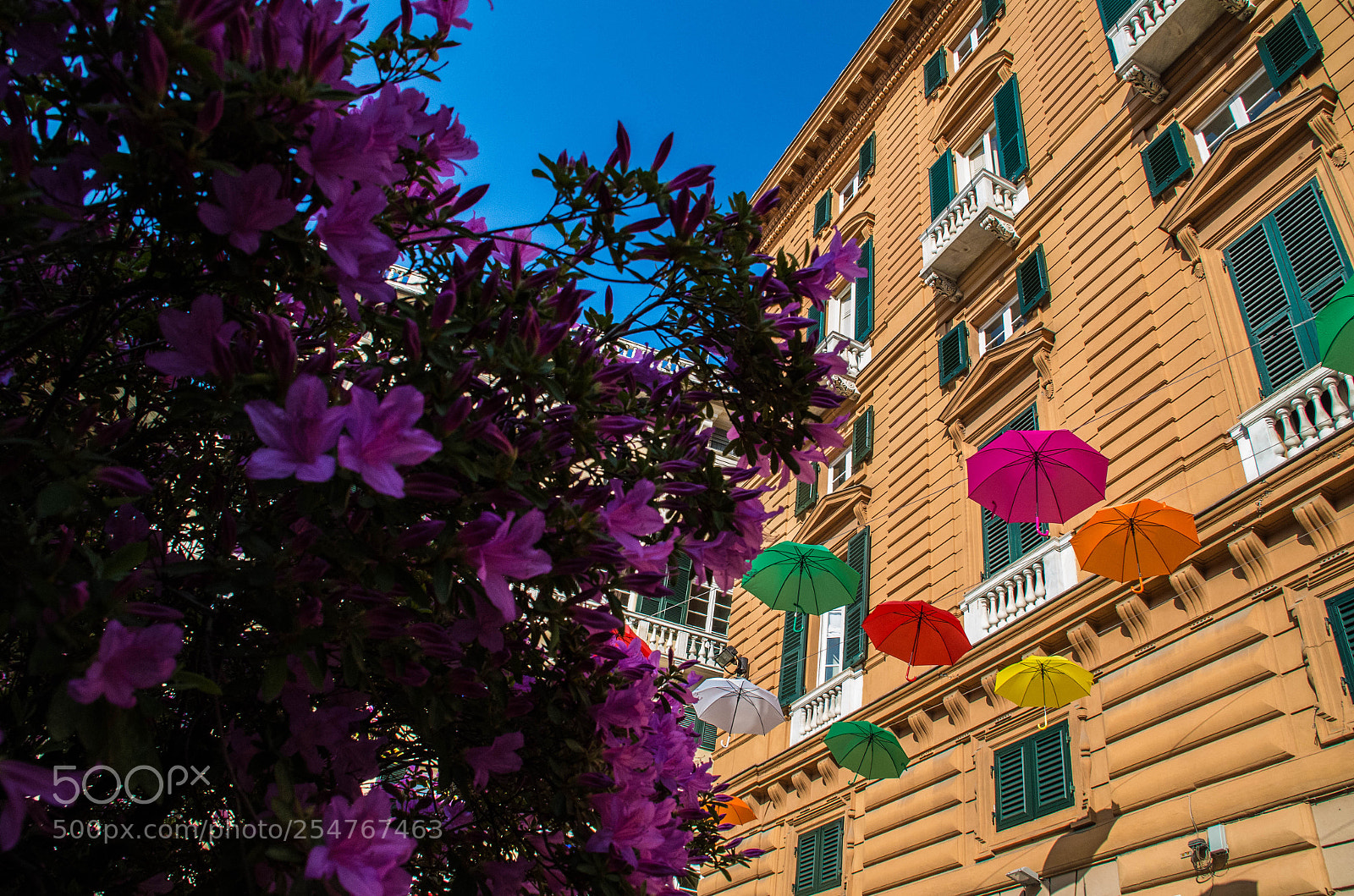 Pentax K-30 sample photo. Flowers and umbrellas photography