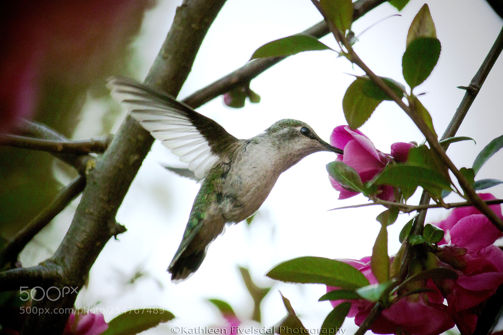 Canon EOS 70D sample photo. Img photography