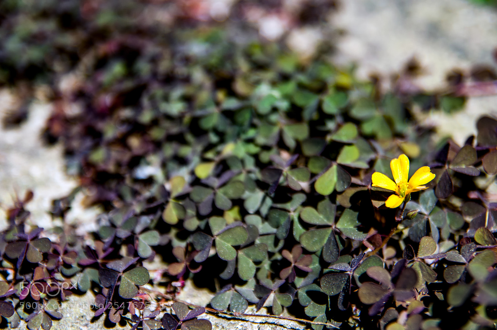 Nikon D90 sample photo. Carino il fiore solitario photography