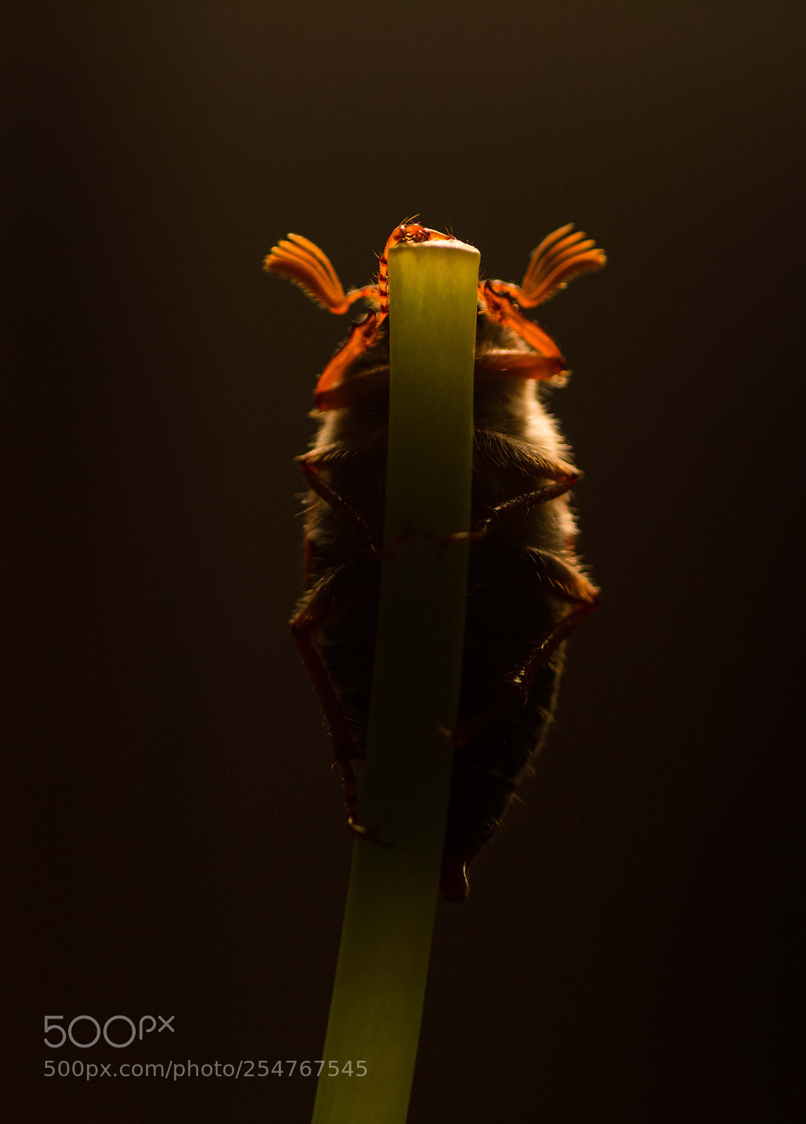 Canon EOS 70D sample photo. Cockchafer photography