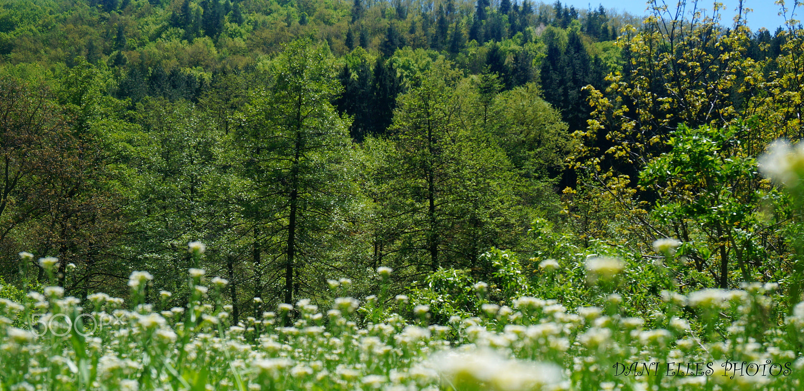 Sony Alpha NEX-3N sample photo. Forest in sprig.jpg photography