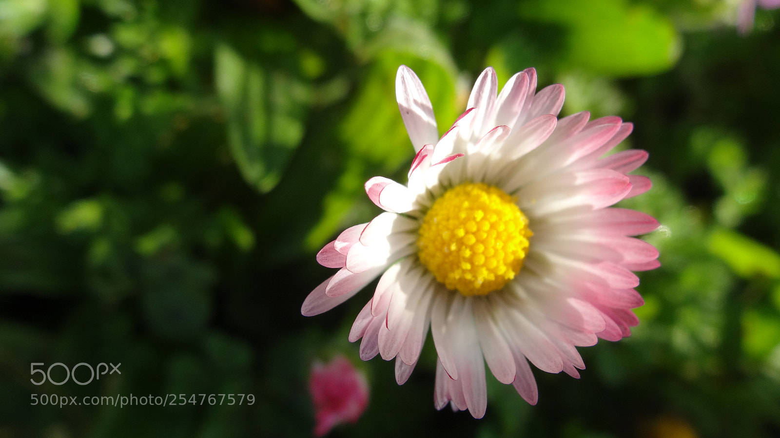 Sony Cyber-shot DSC-HX20V sample photo. Daisy photography