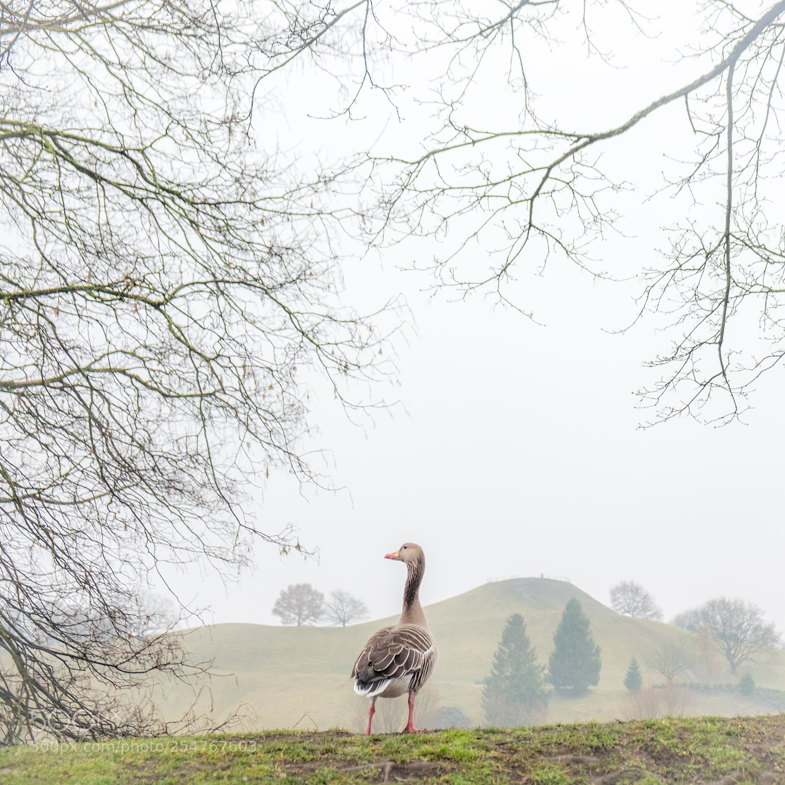 Fujifilm X-E2 sample photo. Early goose takes the photography