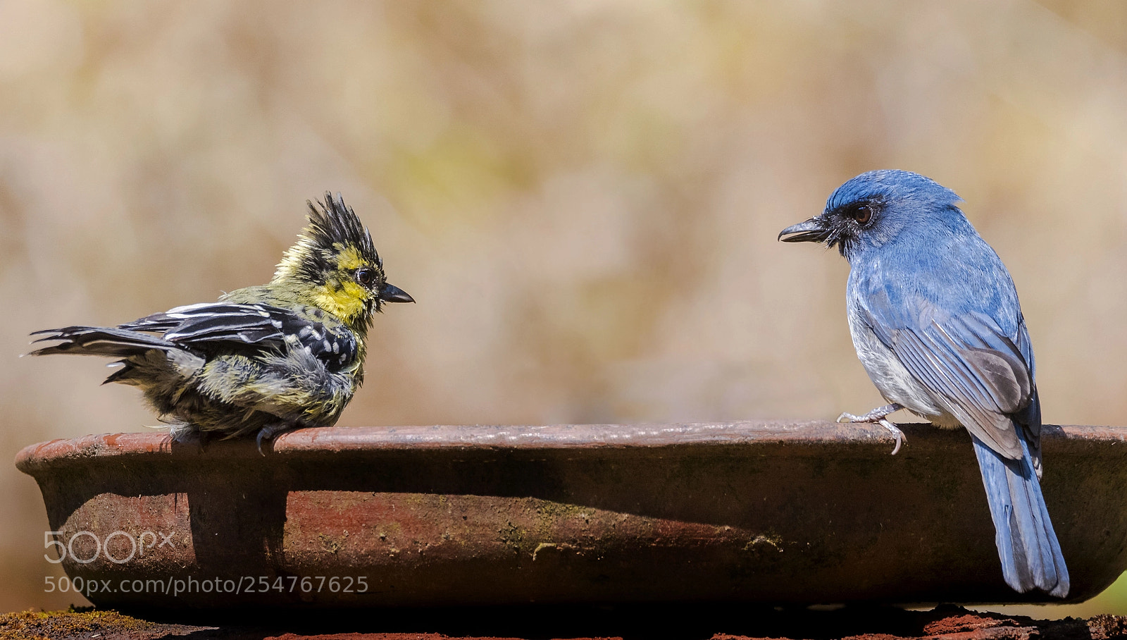 Nikon D810 sample photo. Discussions at a bath!! photography
