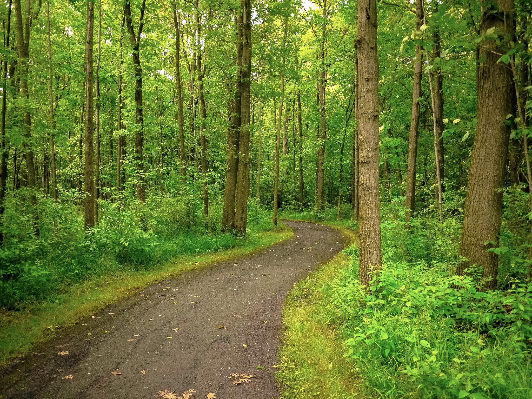 Panasonic Lumix DMC-GF2 sample photo. Forest path photography