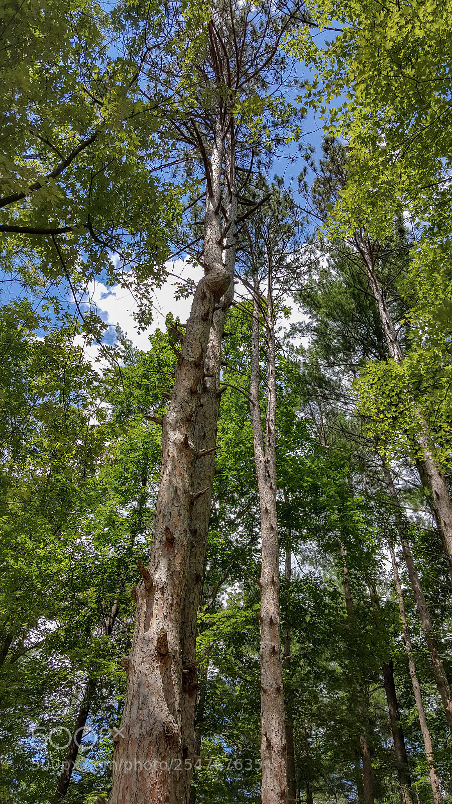 Samsung Galaxy S6 sample photo. Tall trees photography