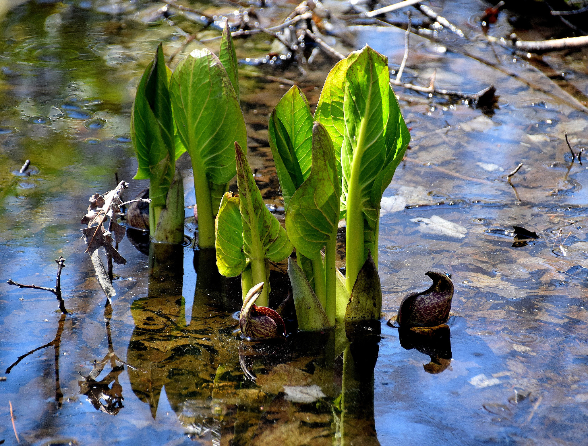 Nikon D5300 sample photo. Renewal photography