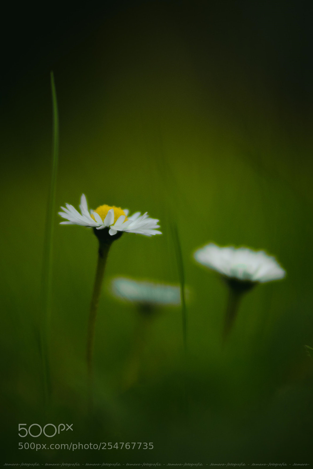 Sony ILCA-77M2 sample photo. G a n s photography