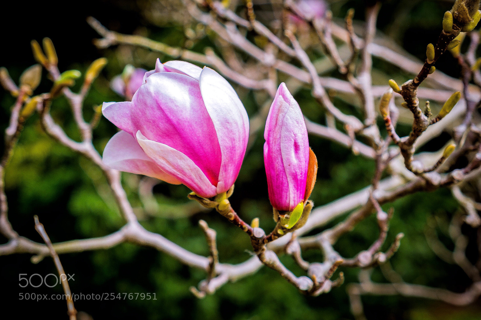 Fujifilm X-E1 sample photo. Untitled photography