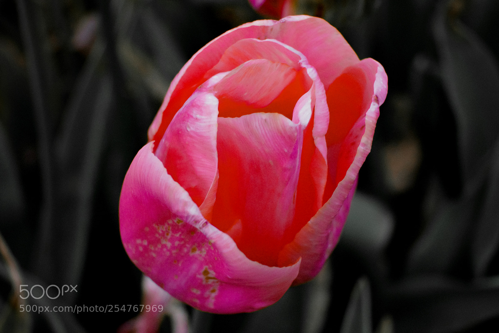 Sony a7 II sample photo. Untitled photography