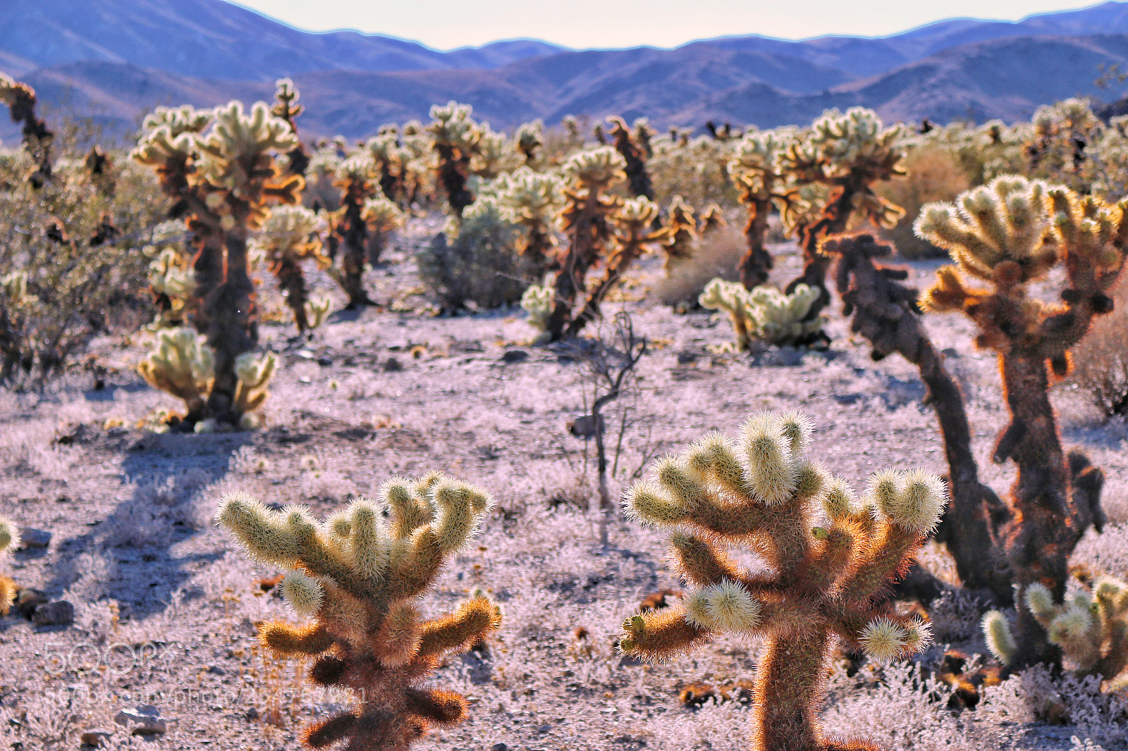 Canon EOS 70D sample photo. Desert breeze photography