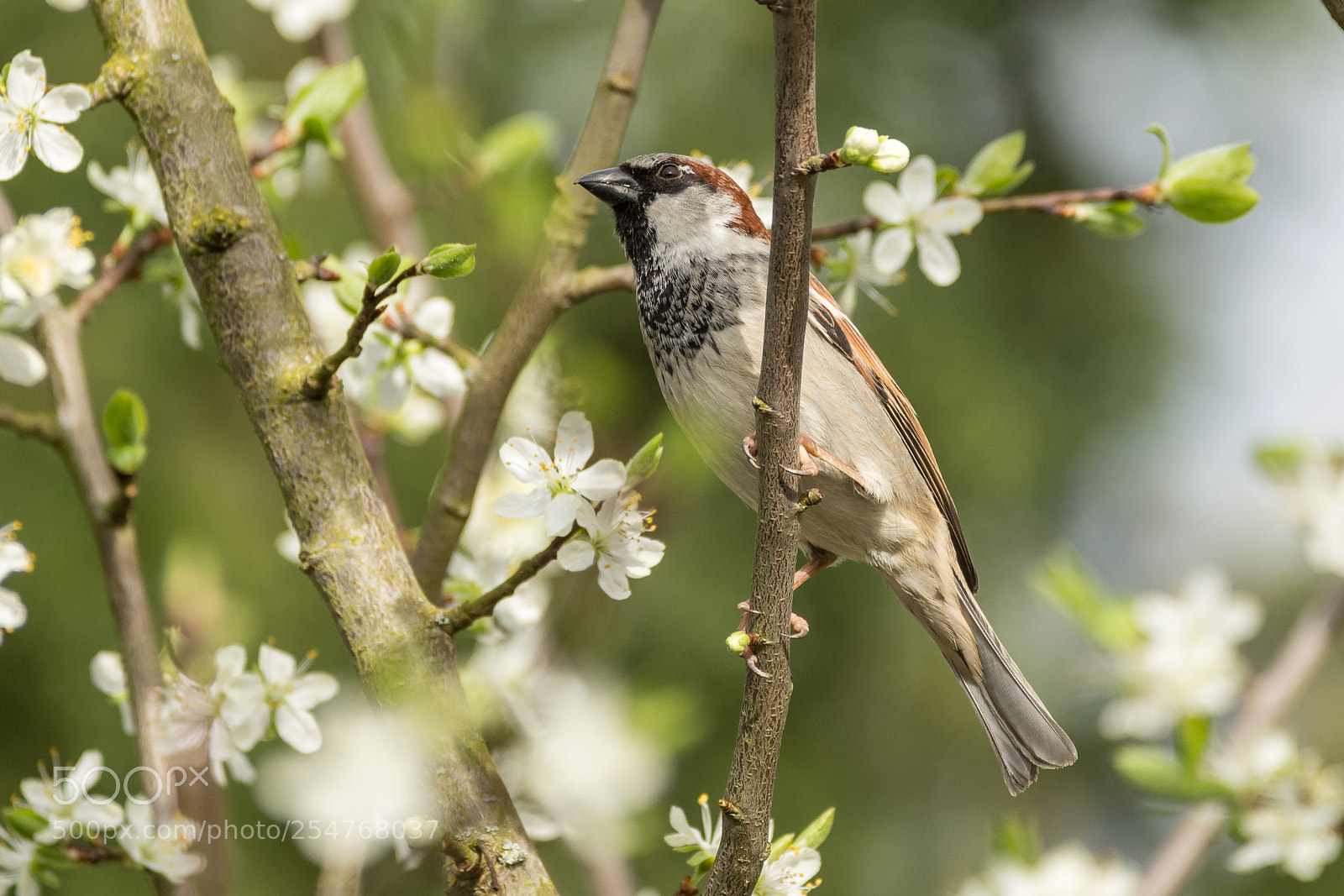 Nikon D7200 sample photo. Sparrow in the plum photography
