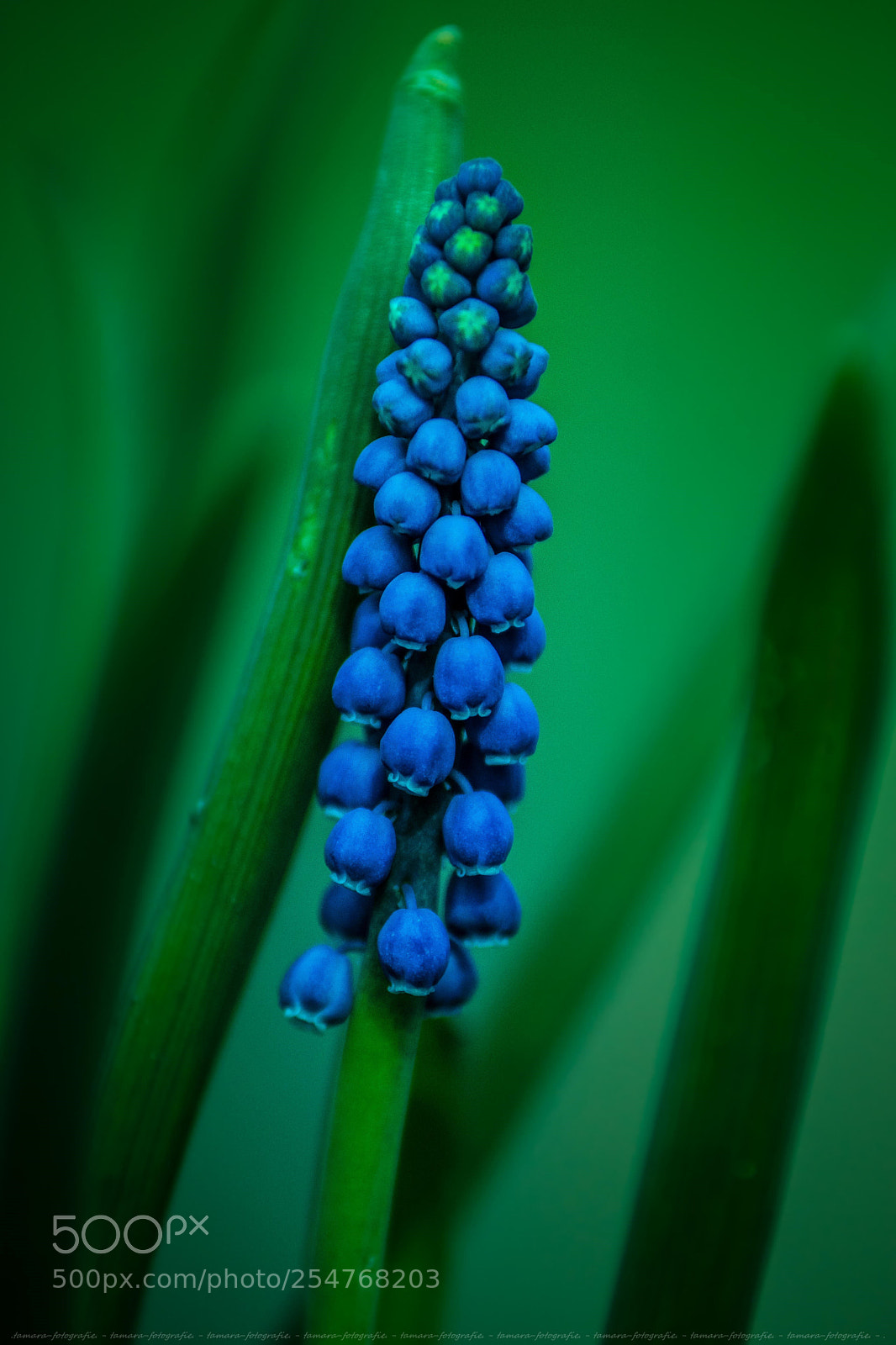 Sony ILCA-77M2 sample photo. S p r i photography