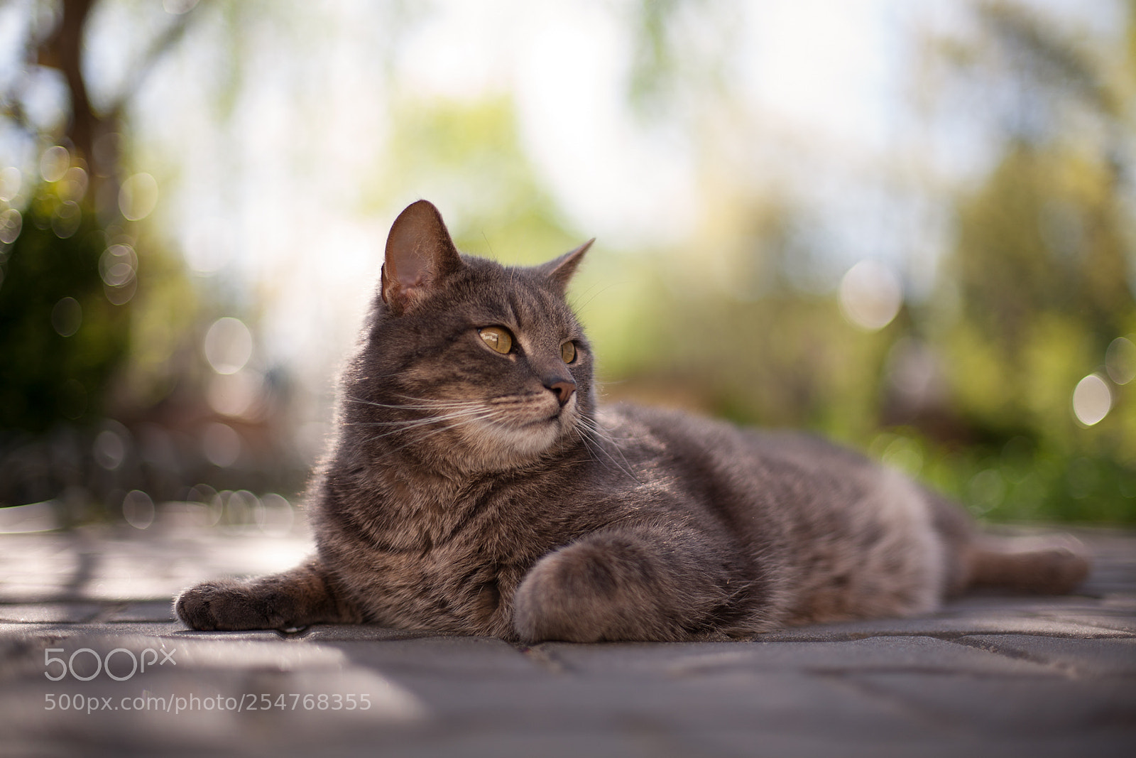 Canon EOS 5D sample photo. Untitled photography