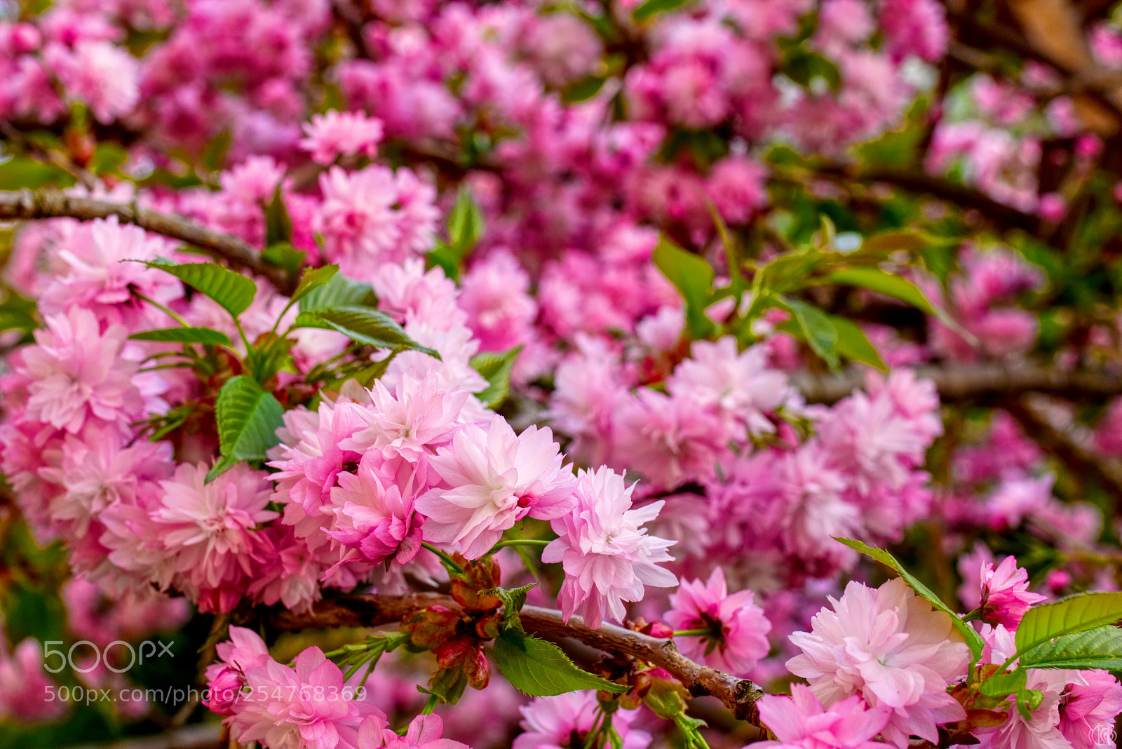 Canon EOS 750D (EOS Rebel T6i / EOS Kiss X8i) sample photo. Sakura photography