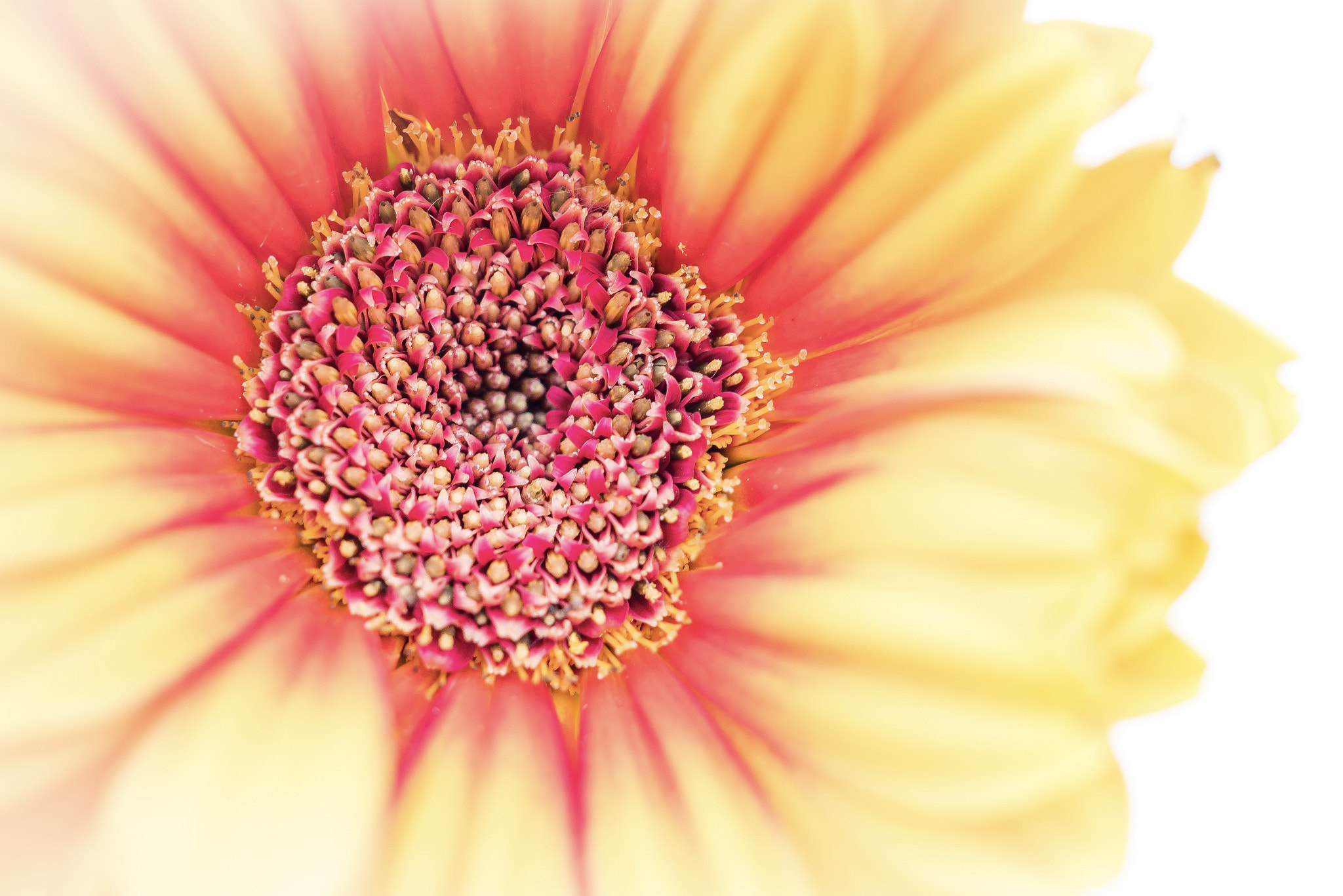 Panasonic Lumix DMC-GX85 (Lumix DMC-GX80 / Lumix DMC-GX7 Mark II) sample photo. Macro daisy photography