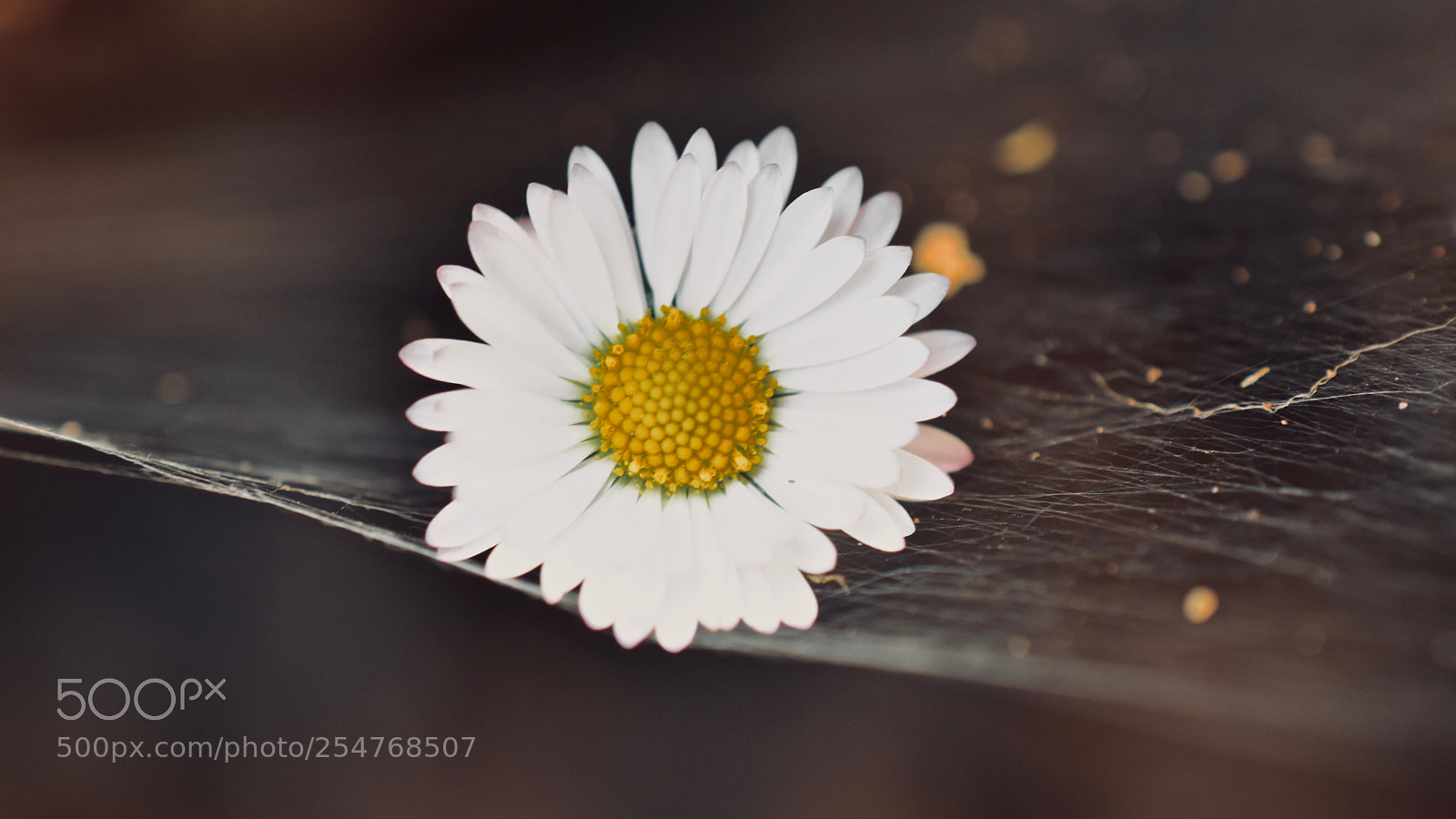 Nikon D5600 sample photo. _i_ photography
