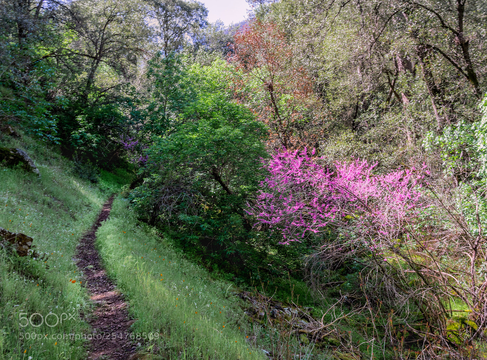 Sony a6000 sample photo. Redbuds on trail photography