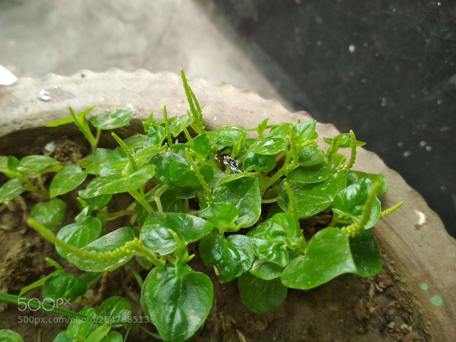 Xiaomi Redmi 4X sample photo. Untitled photography