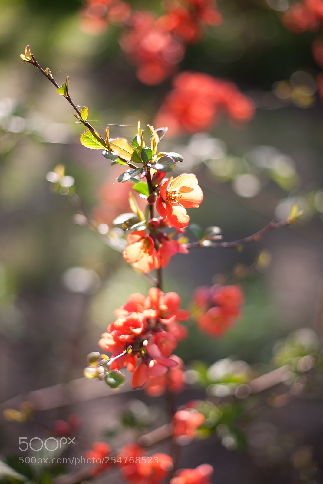 Canon EOS 5D sample photo. Chaenomeles photography