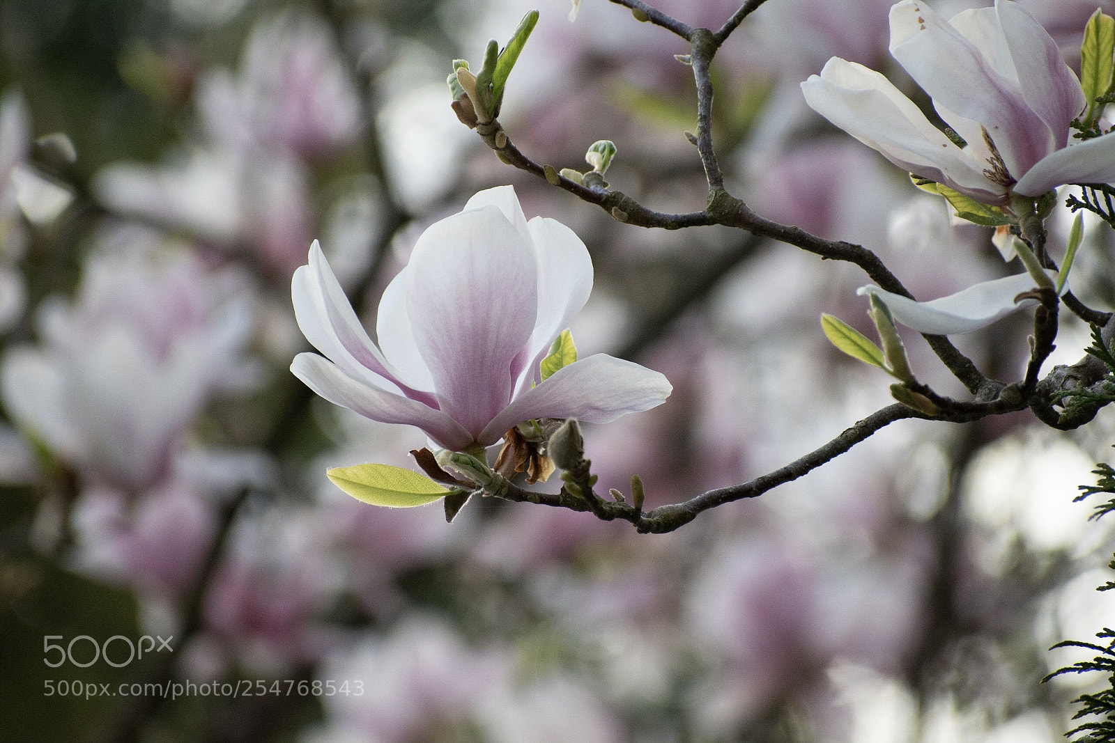 Nikon D5600 sample photo. Magnolie photography