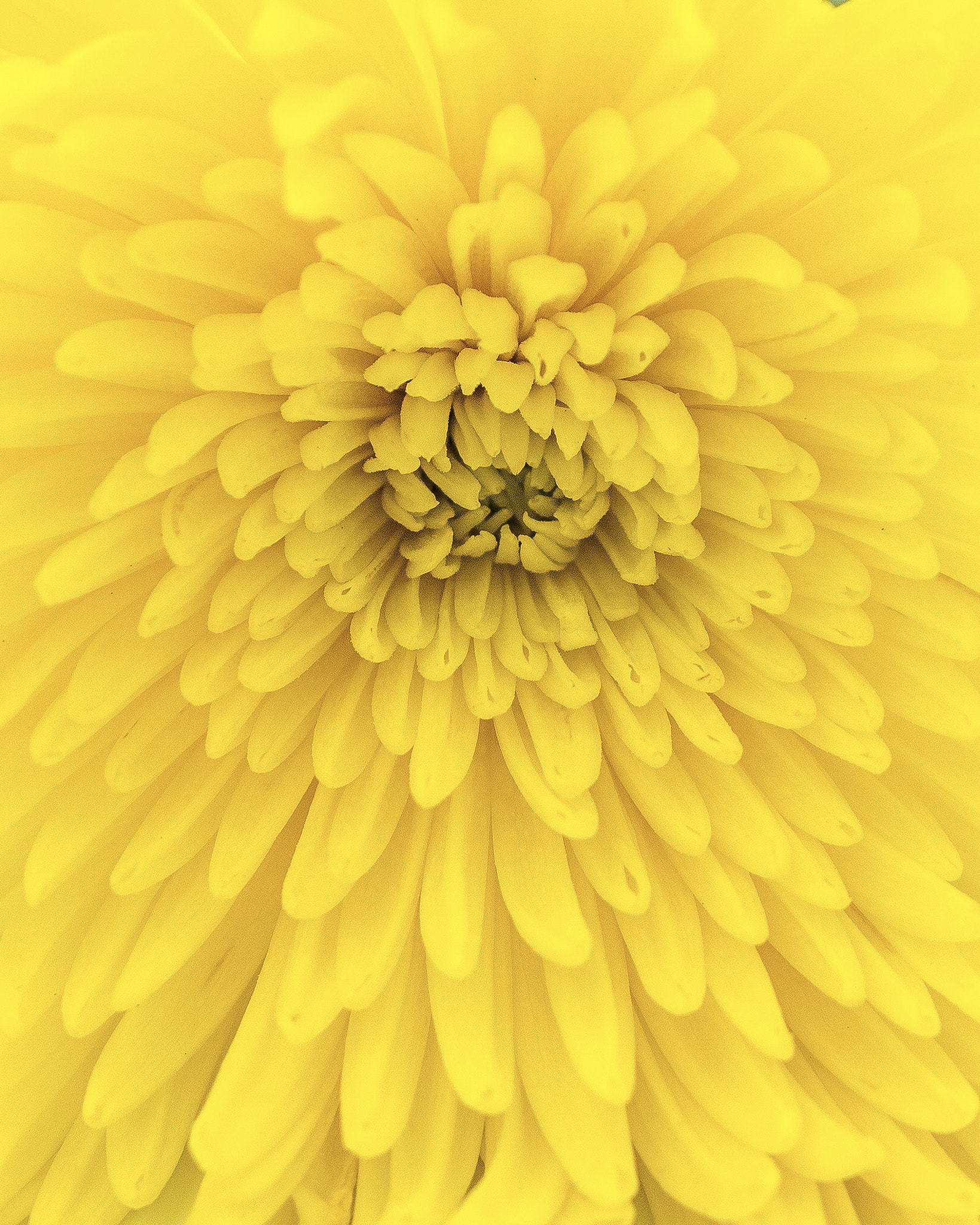 Panasonic Lumix DMC-GX85 (Lumix DMC-GX80 / Lumix DMC-GX7 Mark II) sample photo. Macro yellow flower photography