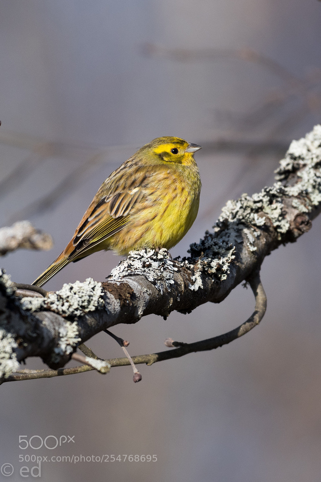 Nikon D850 sample photo. Siskin photography