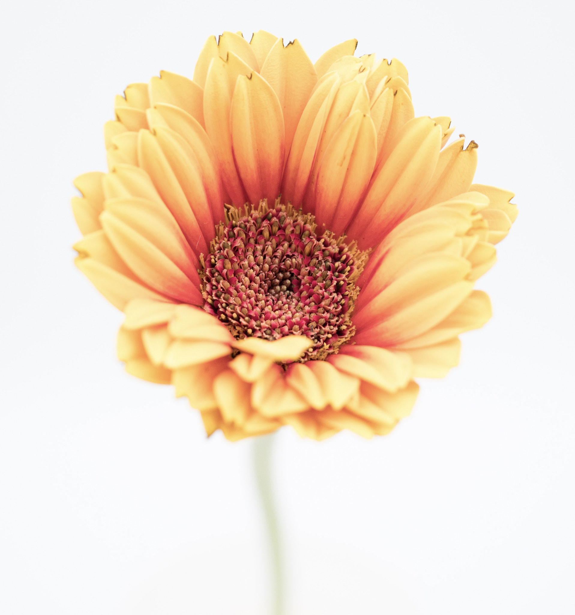 Panasonic Lumix DMC-GX85 (Lumix DMC-GX80 / Lumix DMC-GX7 Mark II) sample photo. Yellow daisy photography