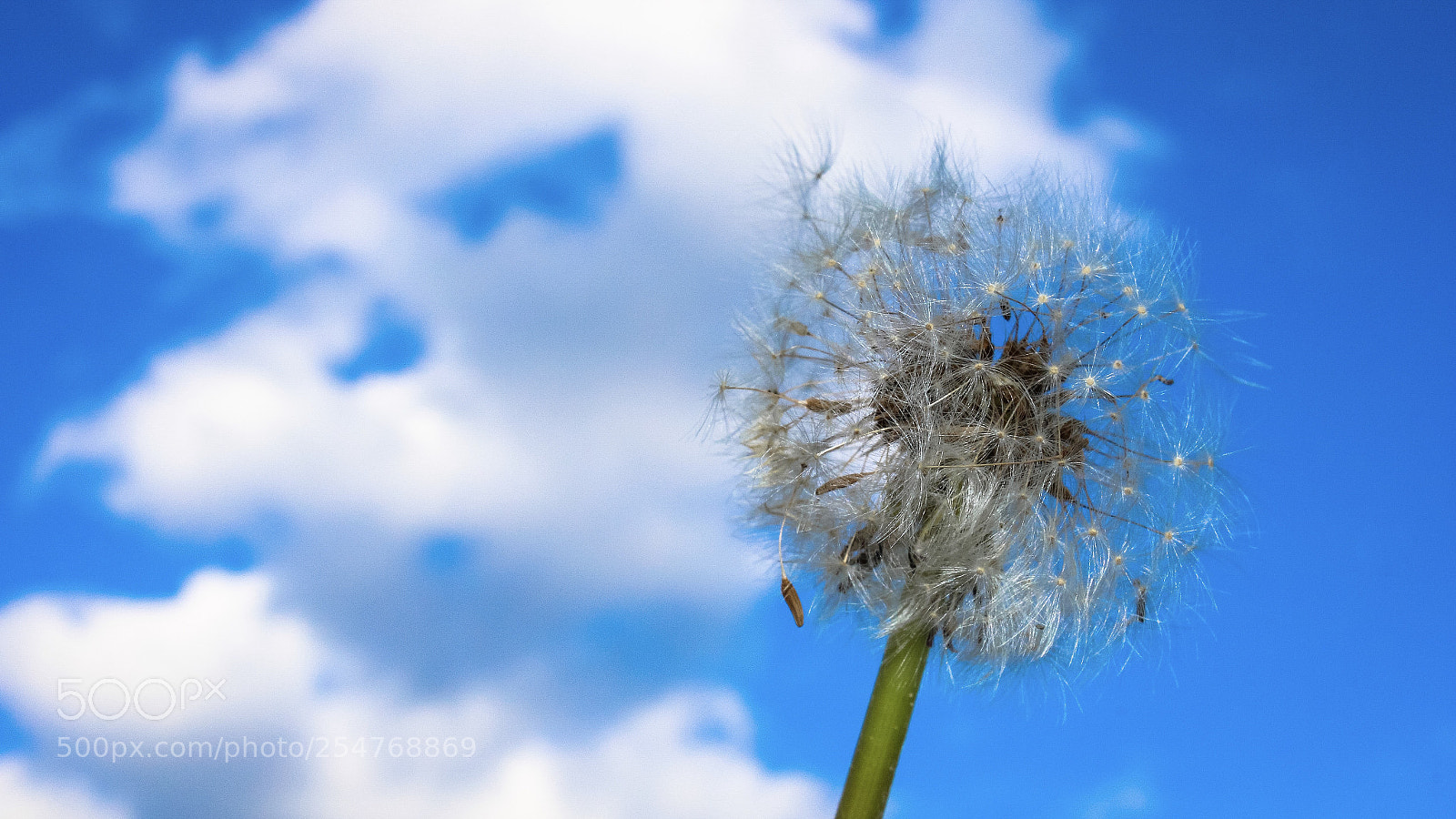 Canon EOS 600D (Rebel EOS T3i / EOS Kiss X5) sample photo. Dandelion photography
