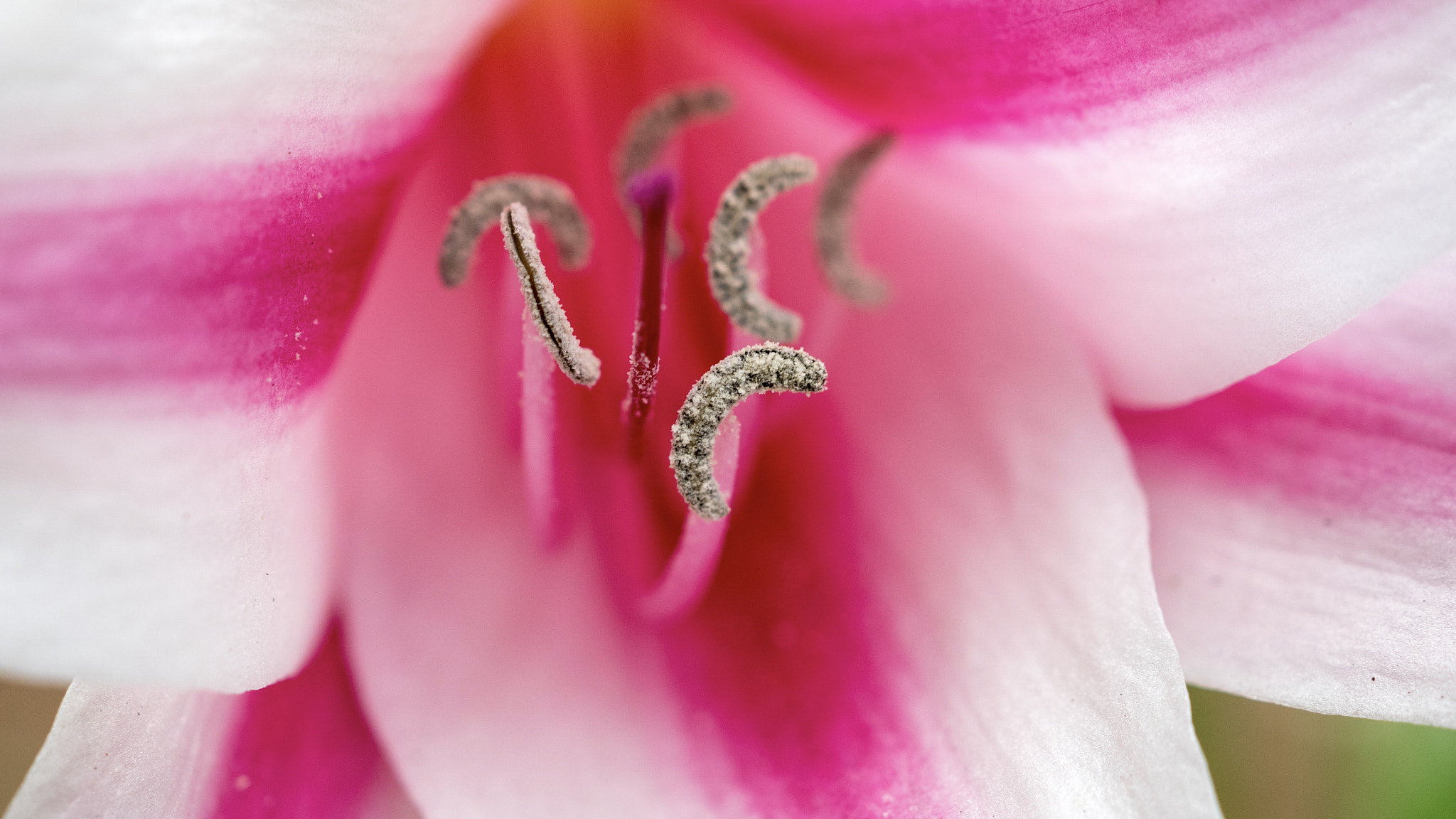 Panasonic Lumix DMC-GX85 (Lumix DMC-GX80 / Lumix DMC-GX7 Mark II) sample photo. Macro flower photography