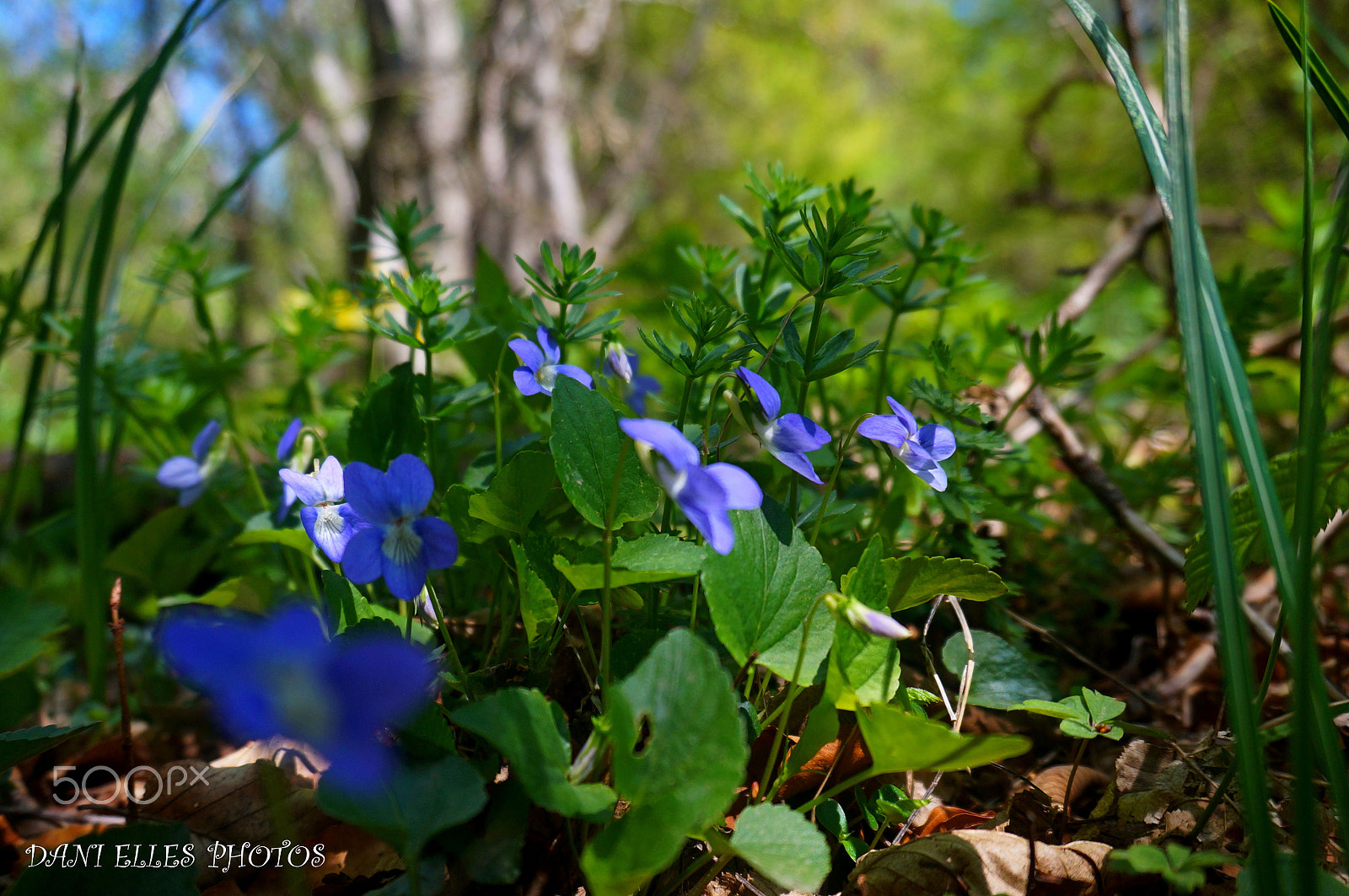 Sony Alpha NEX-3N sample photo. Violet.jpg photography