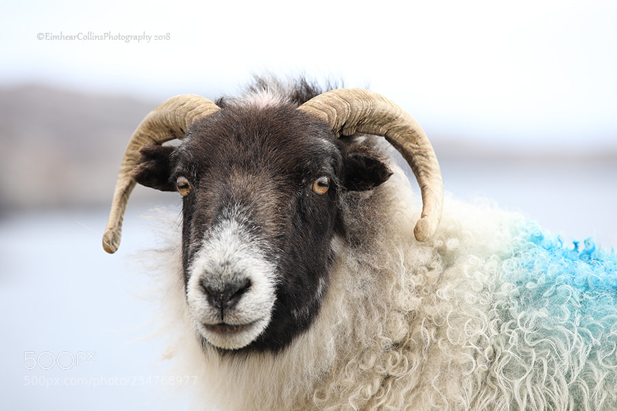 Canon EOS 5D Mark IV sample photo. Hebriddean sheep photography