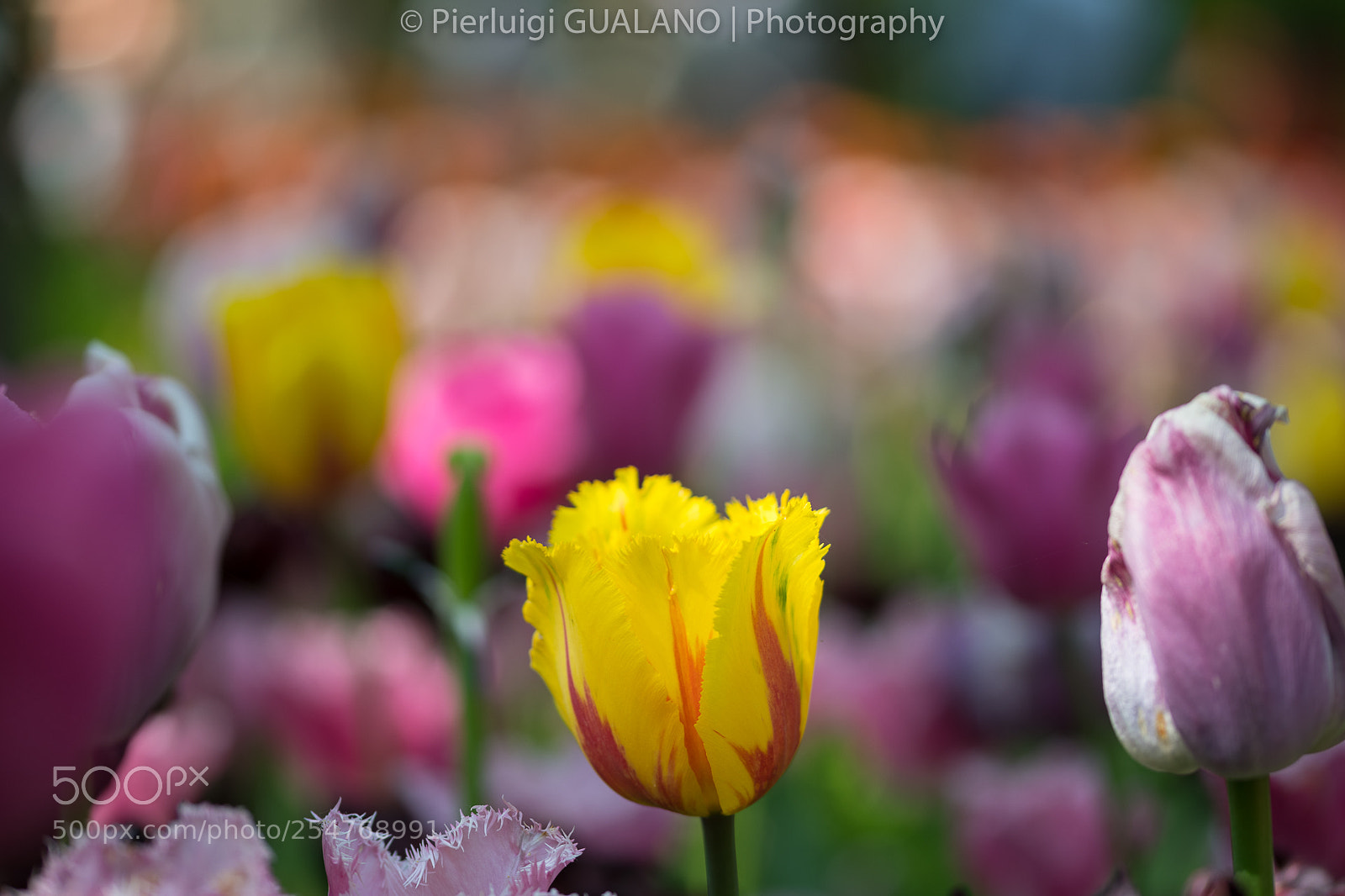 Nikon D850 sample photo. Tulipani photography
