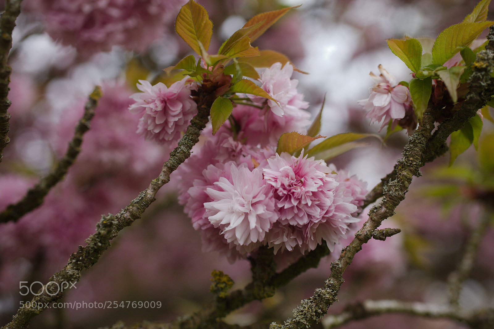 Canon EOS 5D Mark II sample photo. Cherry blossom photography
