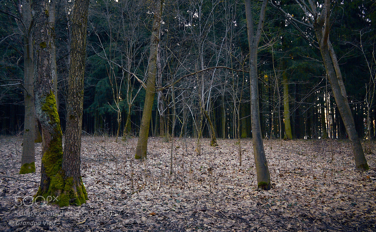 Canon EOS 1100D (EOS Rebel T3 / EOS Kiss X50) sample photo. A last year's leaves... photography